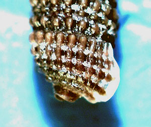 Similiphora similior ?